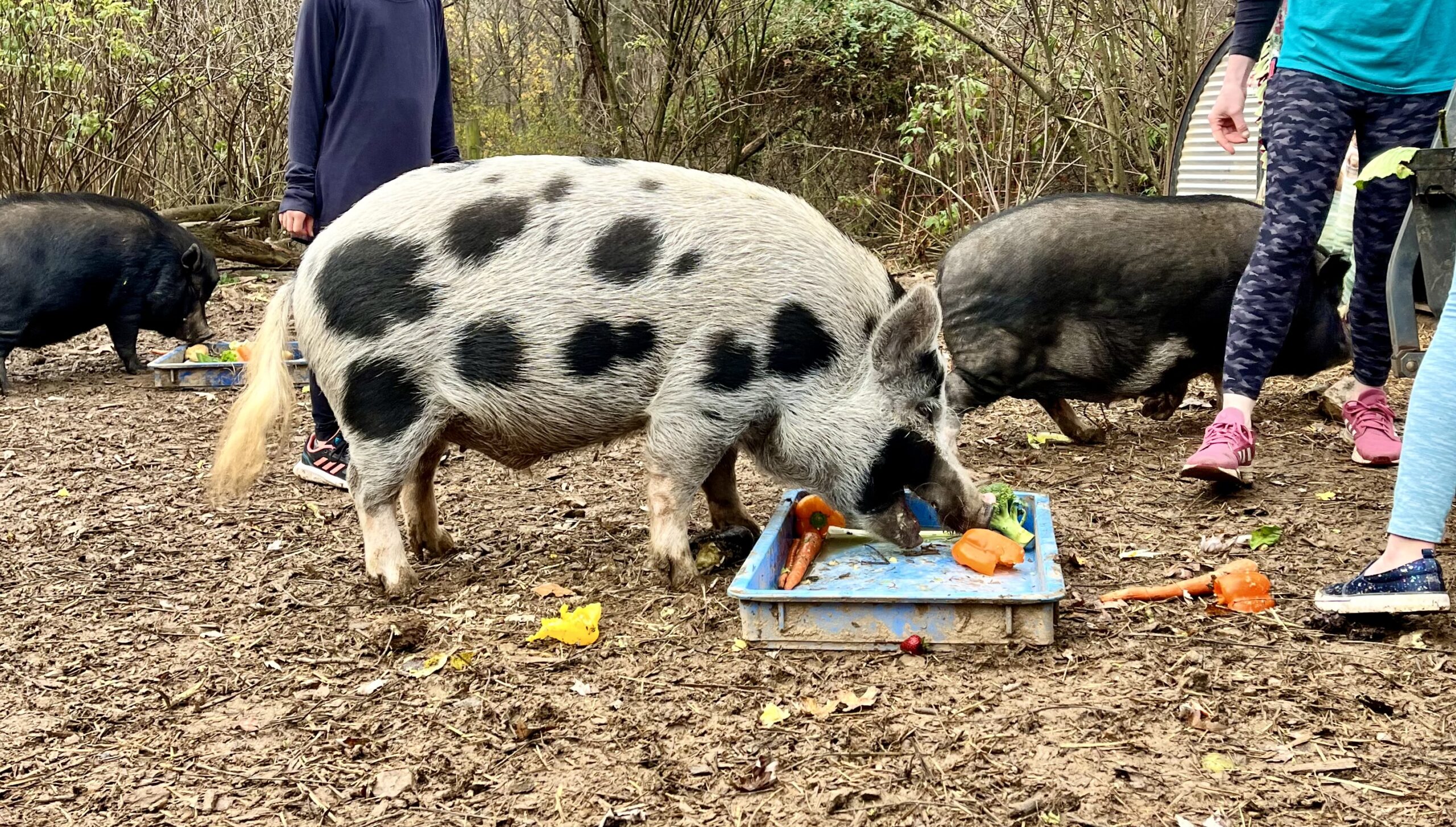 Belliumpkins
