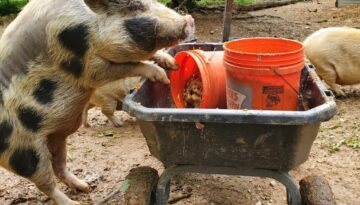 belliumpkins raiding the cart