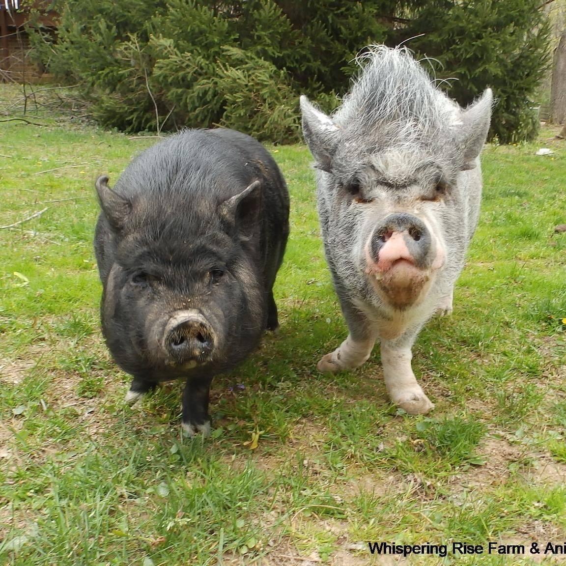 Piggy Stardust and Lulu