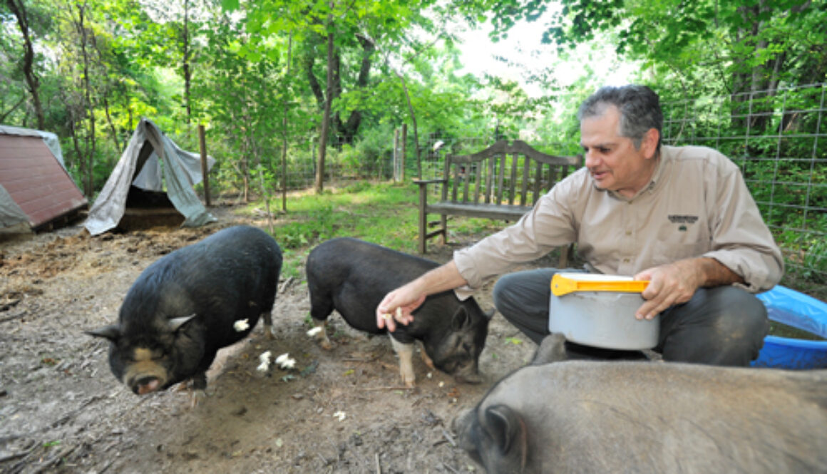 article on pig rescue