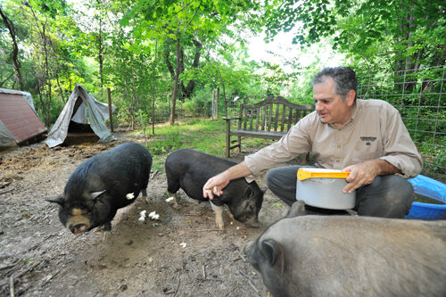 article on pig rescue