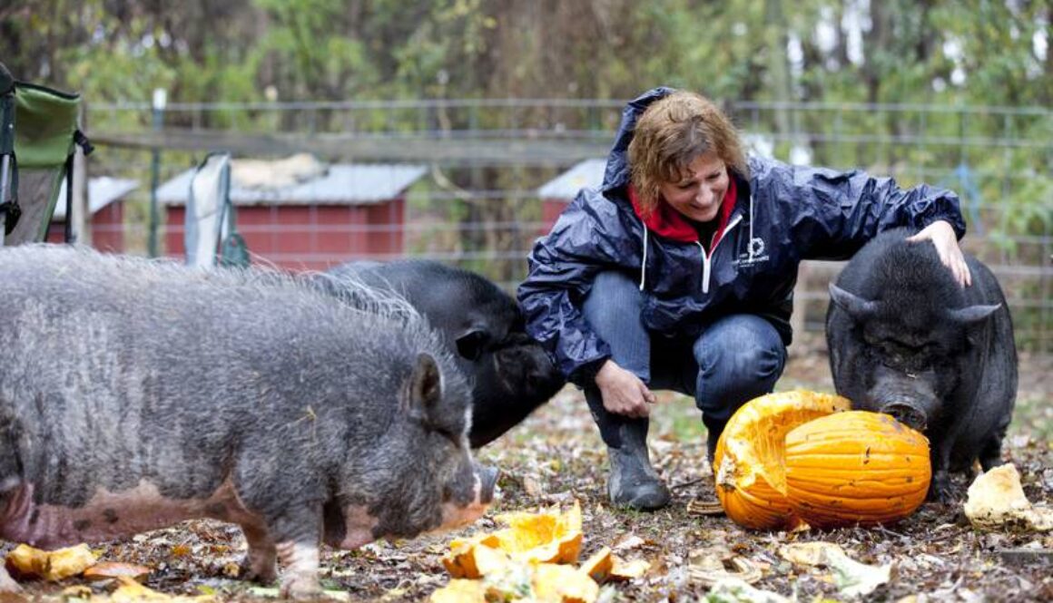 pigs and pumpkins for news release