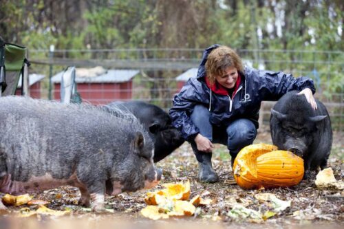 pigs and pumpkins for news release