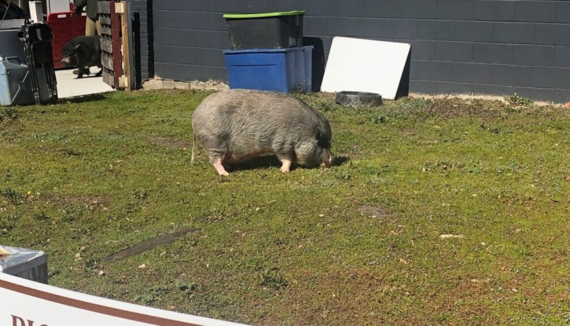 pigtown