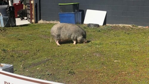pigtown