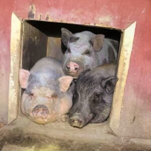 3 pigs in a hut