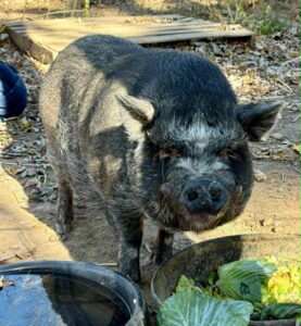 pigbert5
