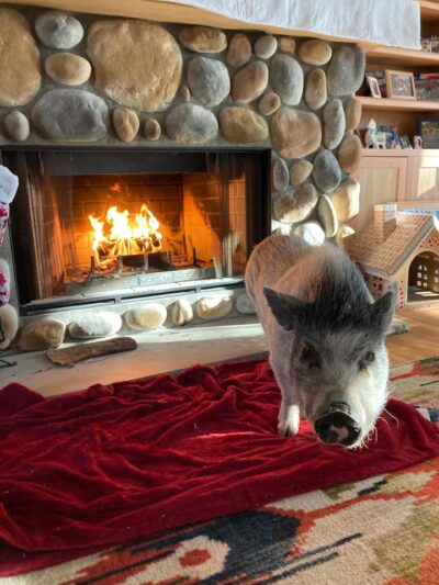Azaela warming up in her new home. Azaela warming up in her new home.