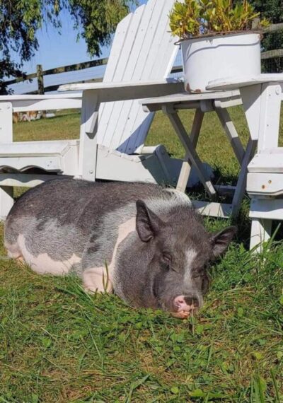 Daisy sunning Daisy sunning