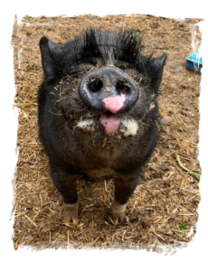 Davey the Pig