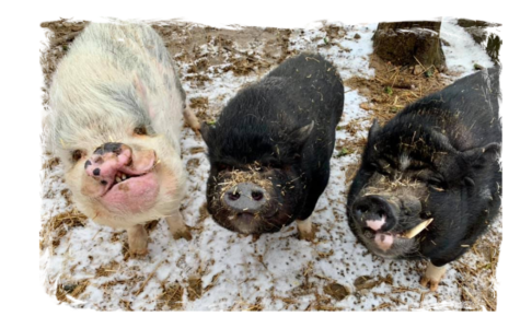 Davey (right) and friends