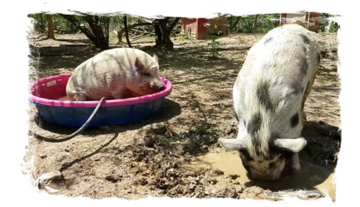 Gus (rear) and Belliumpkins cooling off