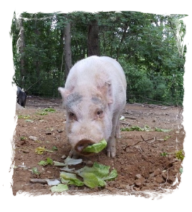 Papa Wilbur