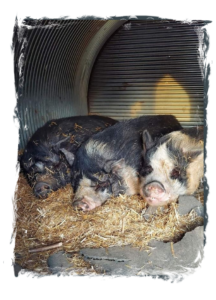 Pickle, Petunia & Puzzle