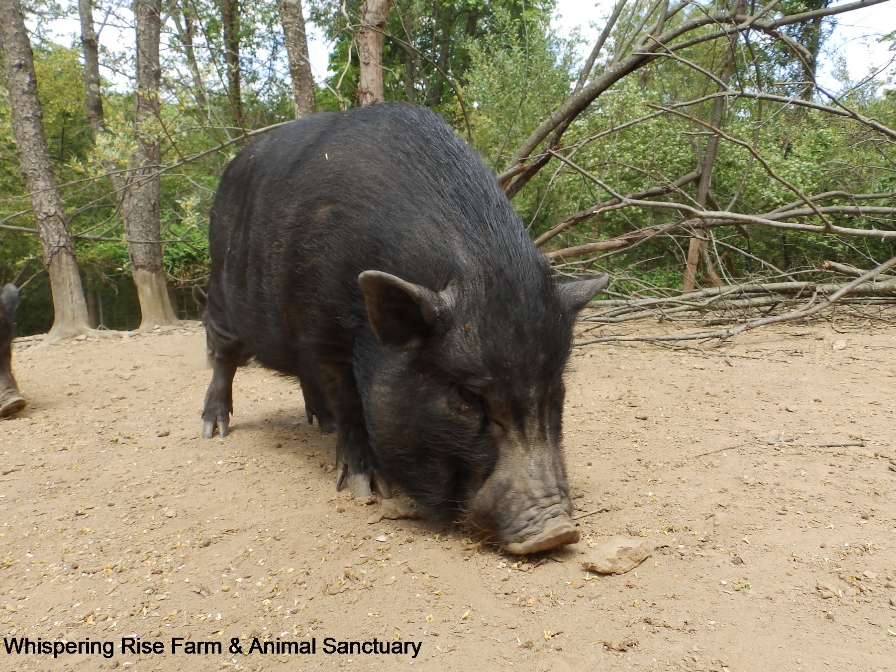 Miss Piggles