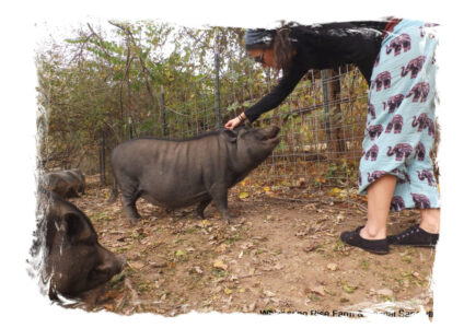 Miss Piggles