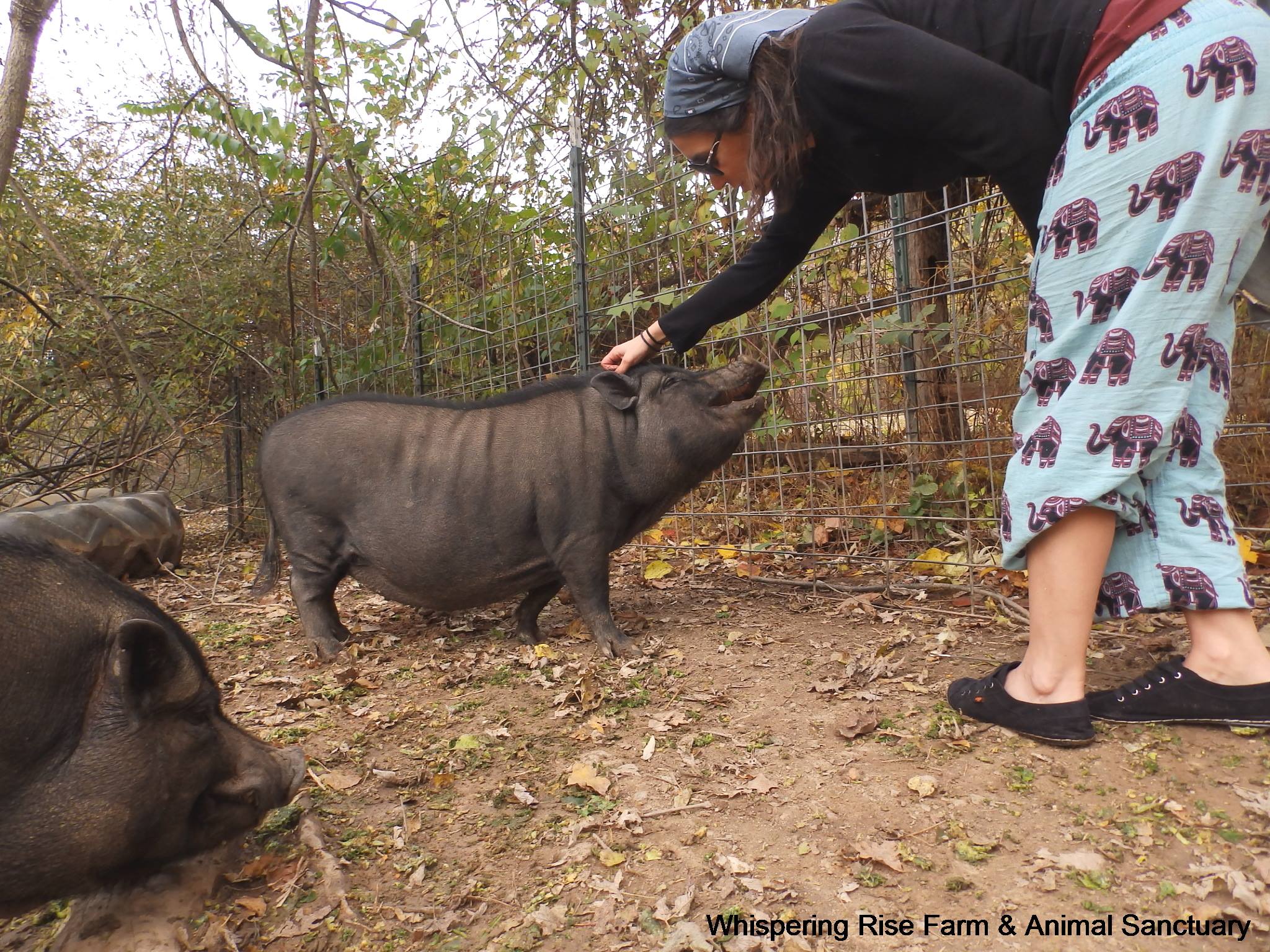 Miss Piggles