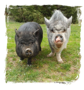 A young Stardust with best friend Lulu (right)