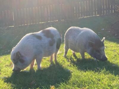 WRFAS's Azaela (right) joined the family to be Patch's companion. WRFAS's Azaela (right) joined the family to be Patch's companion.