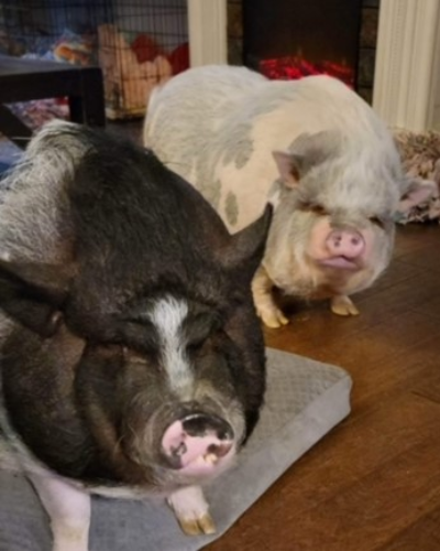 WRFAS’s Daisy (front) and her partner Livie enjoying the pampered life by the fire cropped WRFAS’s Daisy (front) and her partner Livie enjoying the pampered life by the fire cropped