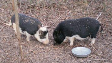 Willie and Gordy