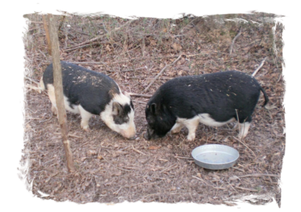 Gordy (left) & Willie (right)