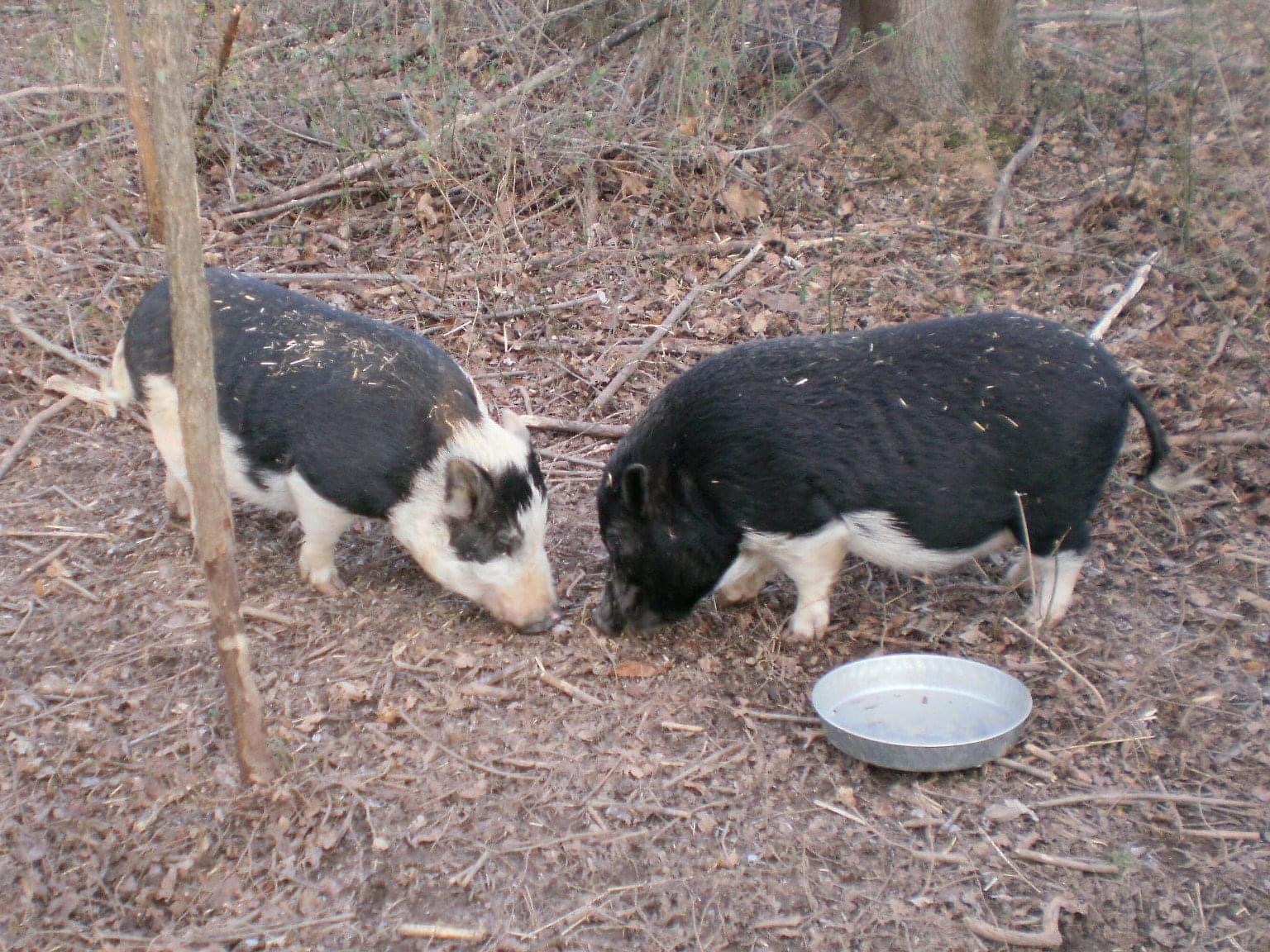 Willie & Gordy