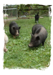 Annabelle & Lilly