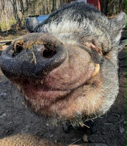 pigbert4