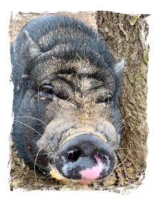 Davey the Pig