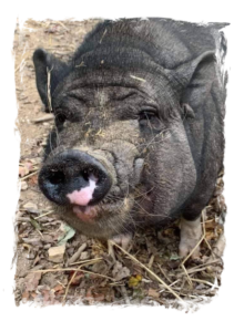 Davey the Pig