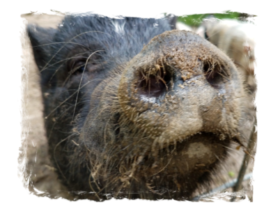 Disguising pink nose with mud!
