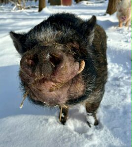 pigbert1