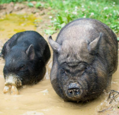for pig info page x336