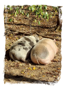 Two cute booties - Iggy (left), Inky (right)