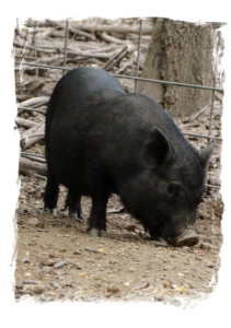 Lilly as a piglet