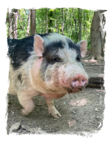 Marty McPig