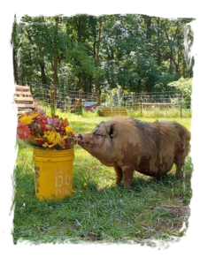Stop and smell the roses