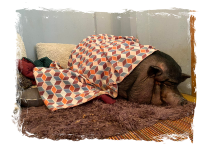 Recovering from spay surgery