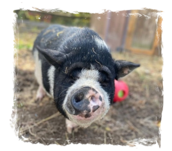 Petunia