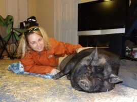 pig info 1