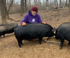pig info 2
