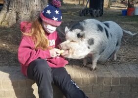 pig info 3