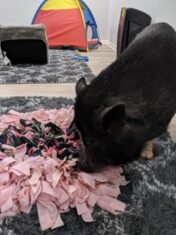 pig info 6