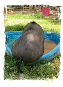 Dangling toes in the pool