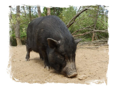 Miss Piggles