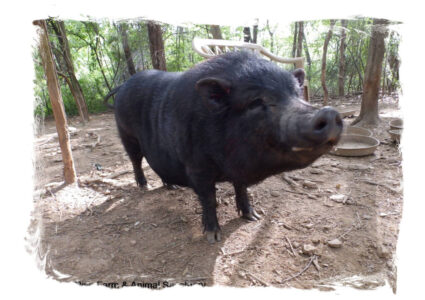 Miss Piggles