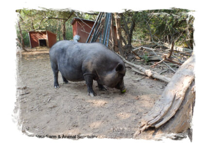 Miss Piggles