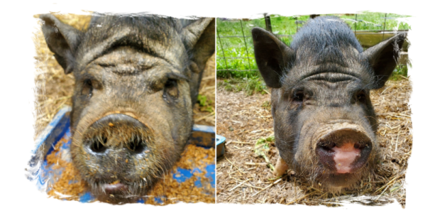 Sister (left) & Pinkie (right)