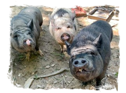 Pinky (left) & Sister (far right)